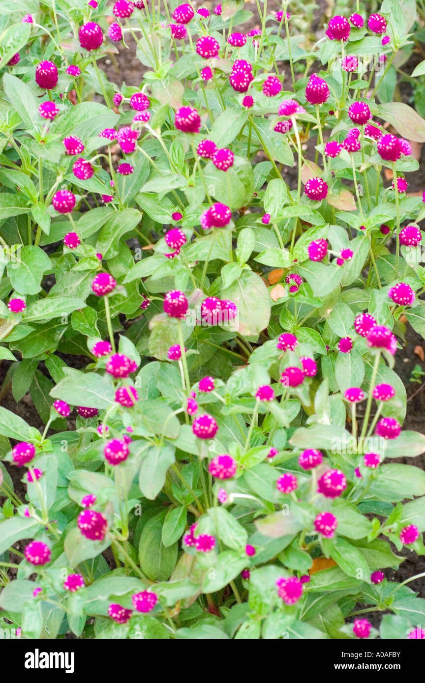 Rosa fiori viola del comune di amaranto globo Amaranthaceae Gomphrena globosa America Tropicale Foto Stock