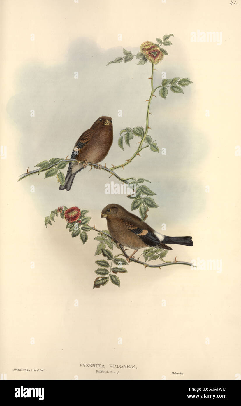 Pyrrhula pyrrhula Ciuffolotto Foto Stock
