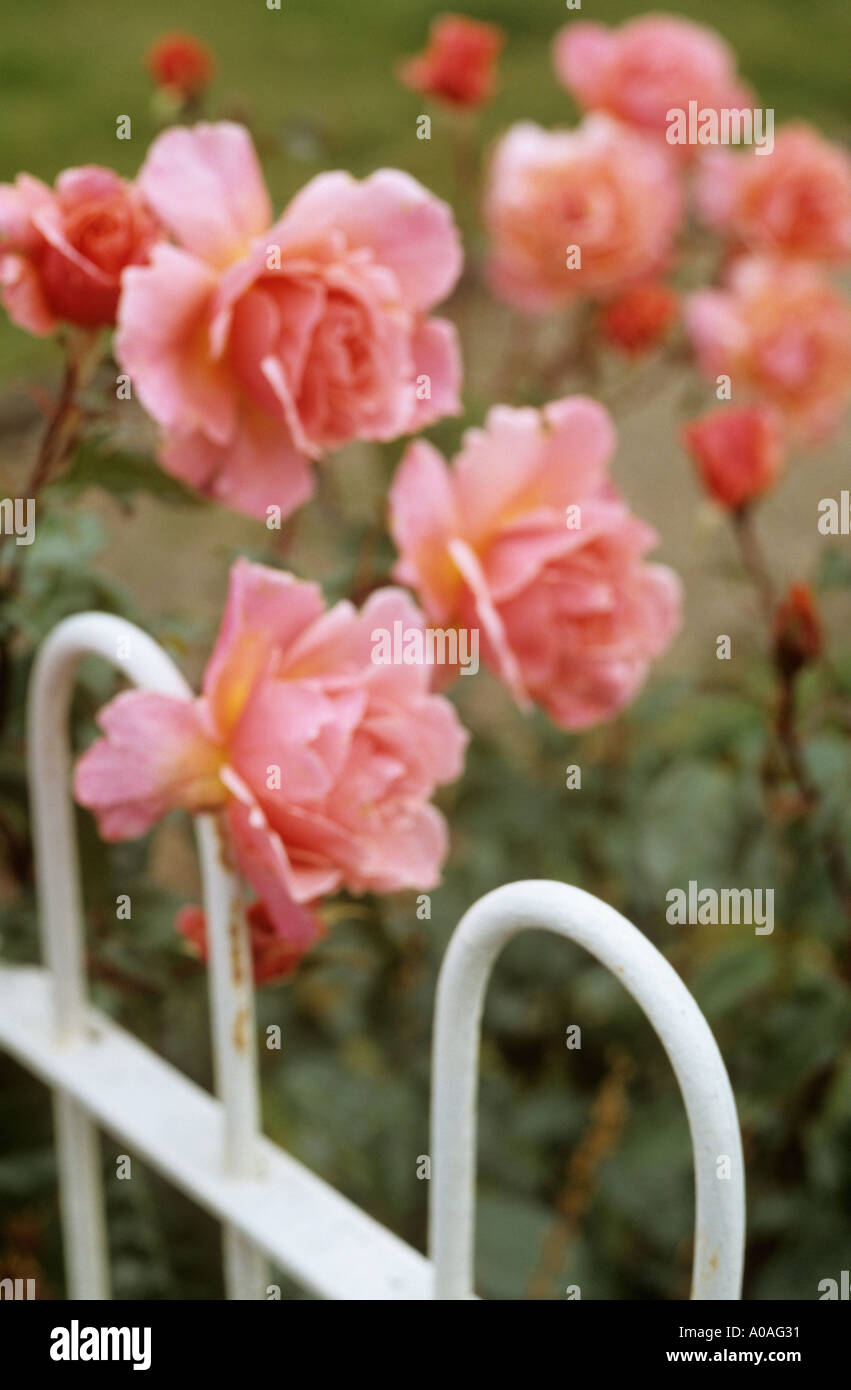 Soft focus paese cottage con le rose rosa crescente da un bianco in metallo verniciato recinzione hooped Foto Stock