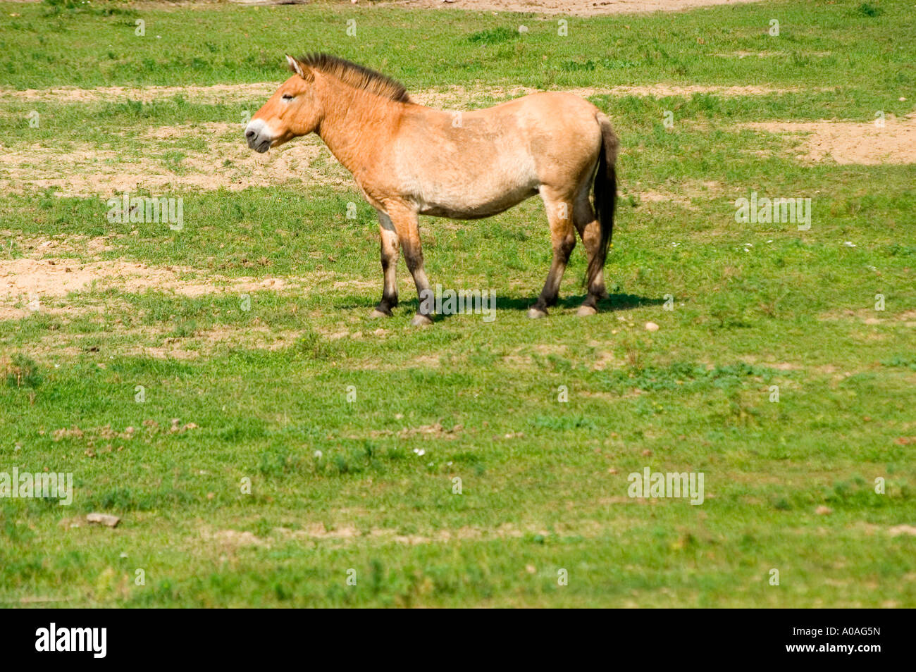 Cavallo di Przevalski Equus przewalskii Mongolia Foto Stock