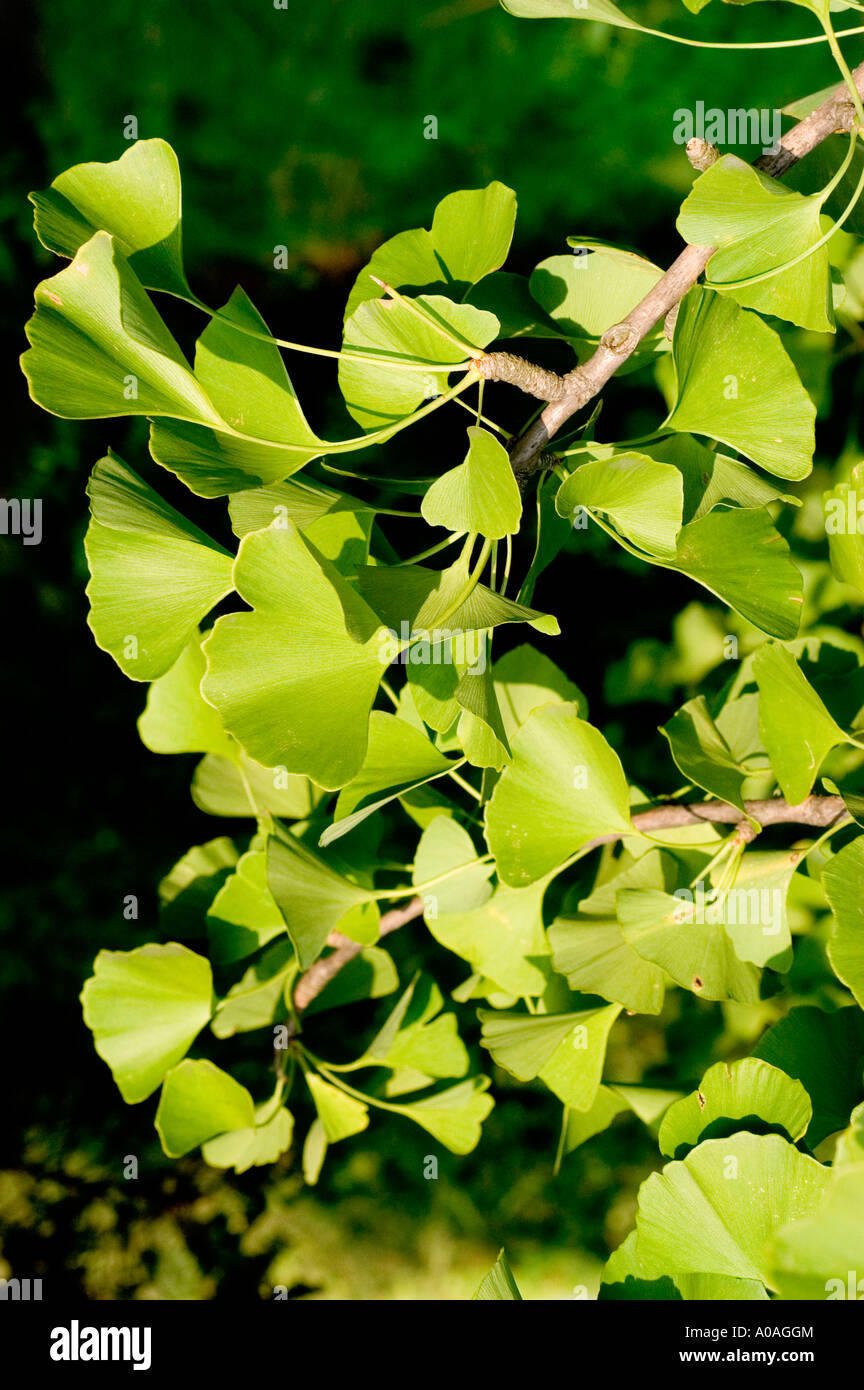 Foglie di Gingkoceae Ginkgo biloba la Cina Foto Stock