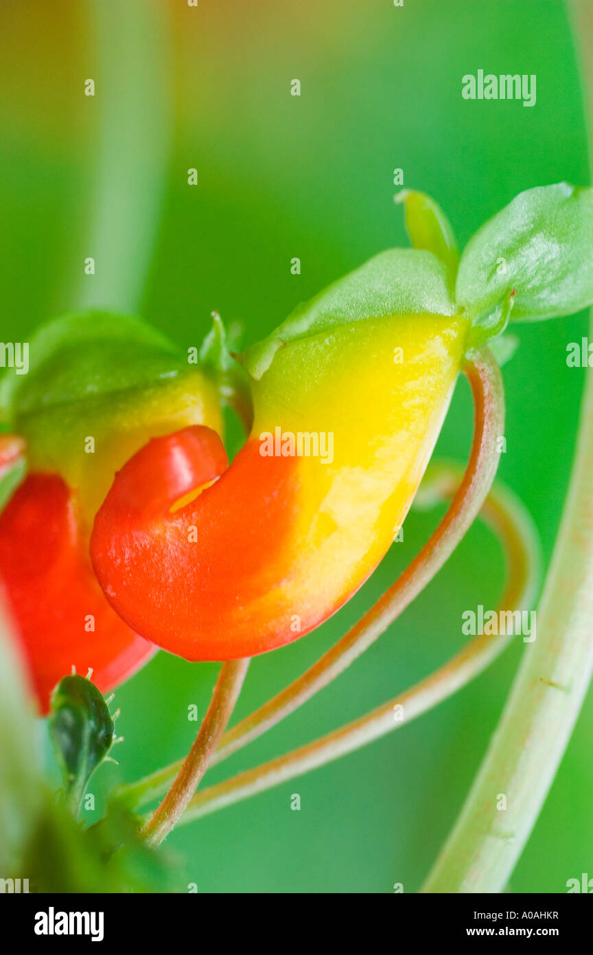 Giallo Rosso ravvicinata di un impianto di pappagallo Balsaminaceae Impatiens niamniamensis Africa orientale Foto Stock