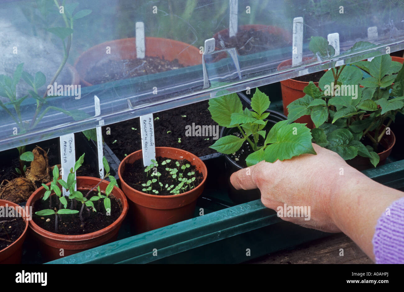 Prendendo un radicato DAHLIA IL TAGLIO DI UN CASO DI MOLTIPLICAZIONE Foto Stock