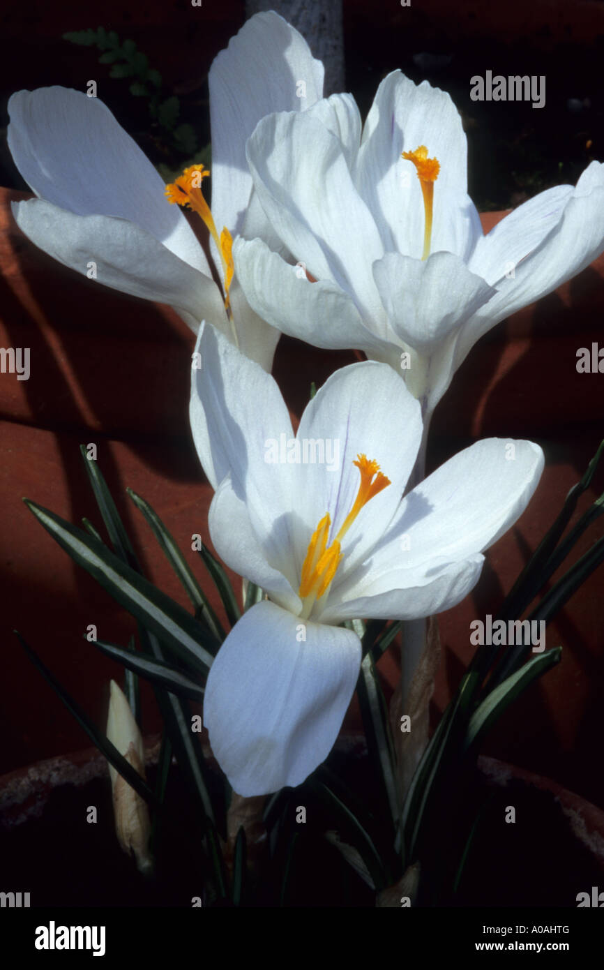 CROCUS VERNUS 'Jeanne D'ARC' Foto Stock