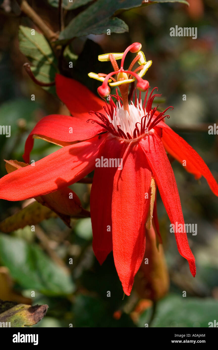 Vivace fiore rosso di passione (Passiflora) in piena fioritura, con intricati petali e filamenti corona centrale. Primi piani di fotografia macro naturalistica. Foto Stock