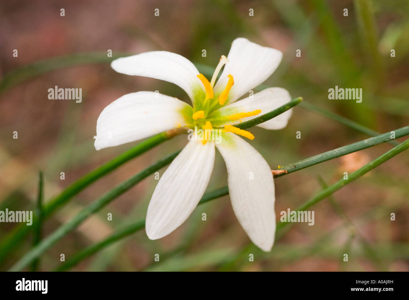 Fiore bianco di autunno zephyrlily Amaryllidaceae Zephyrantes candida America del Sud Foto Stock