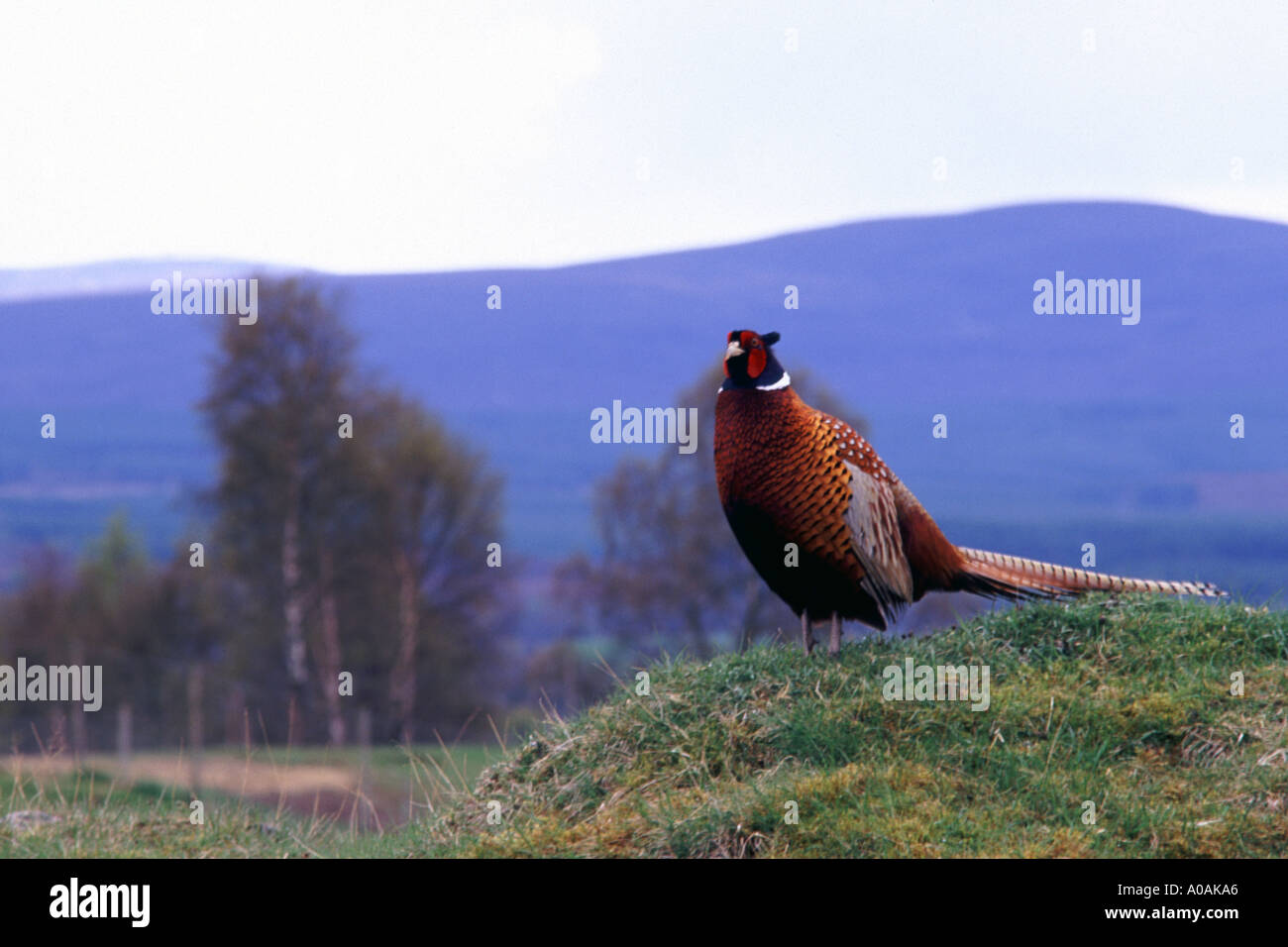 Grandi vivacemente colorato Wild Pheasant in piedi sul piccolo mucchio di torba nelle Highlands scozzesi gli alberi e le montagne sullo sfondo Foto Stock