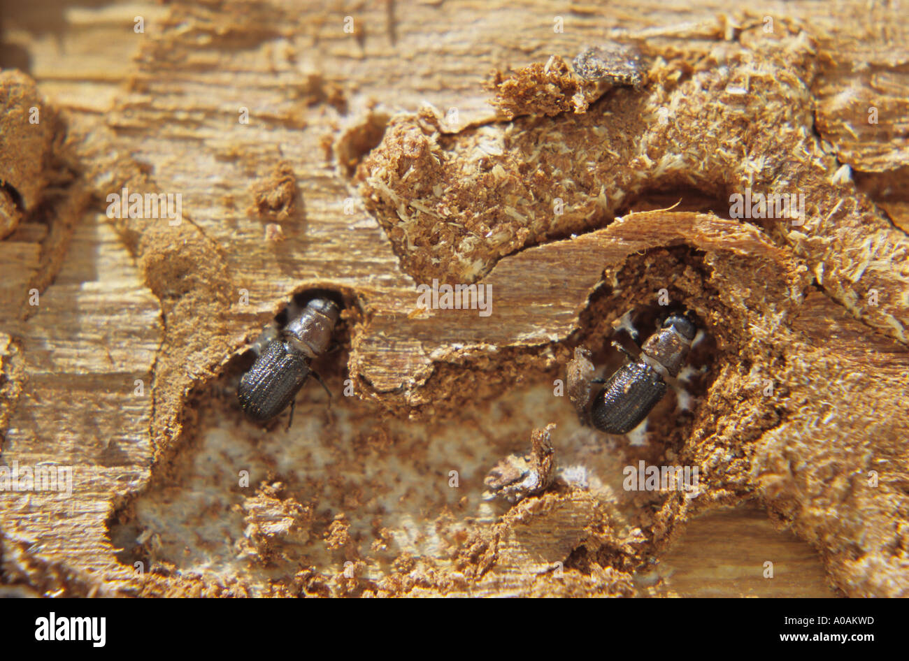 Mountain Pine Beetle larve e adulti in gallerie sotto il pino di corteccia di albero Smithers Columbia britannica Foto Stock