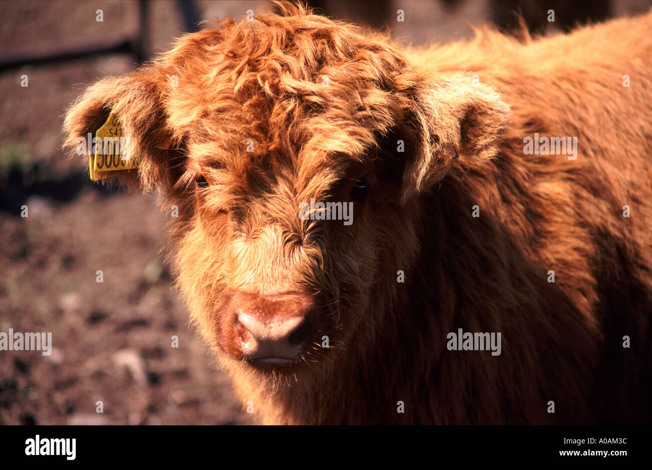 I giovani lo zenzero highland calf close up ritratto Foto Stock