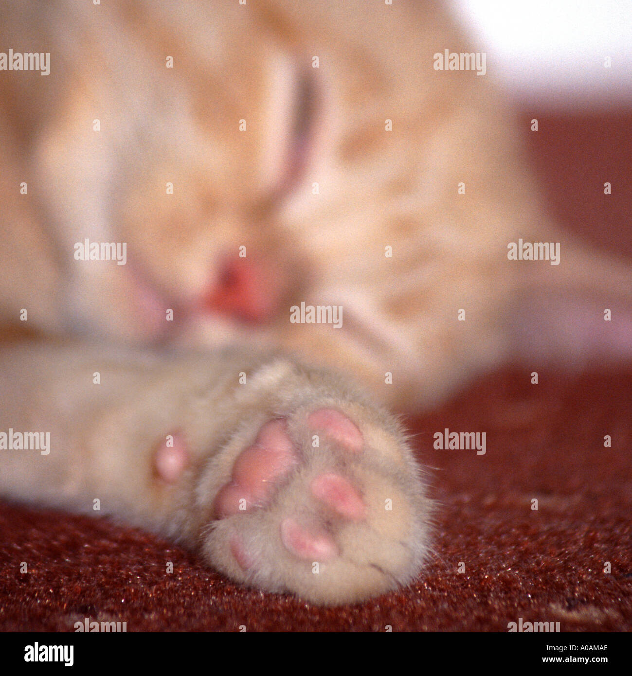 Giovani mackerell Rosso tabby kitten posa sul tappeto rosso con zampa anteriore proteso verso la telecamera Foto Stock