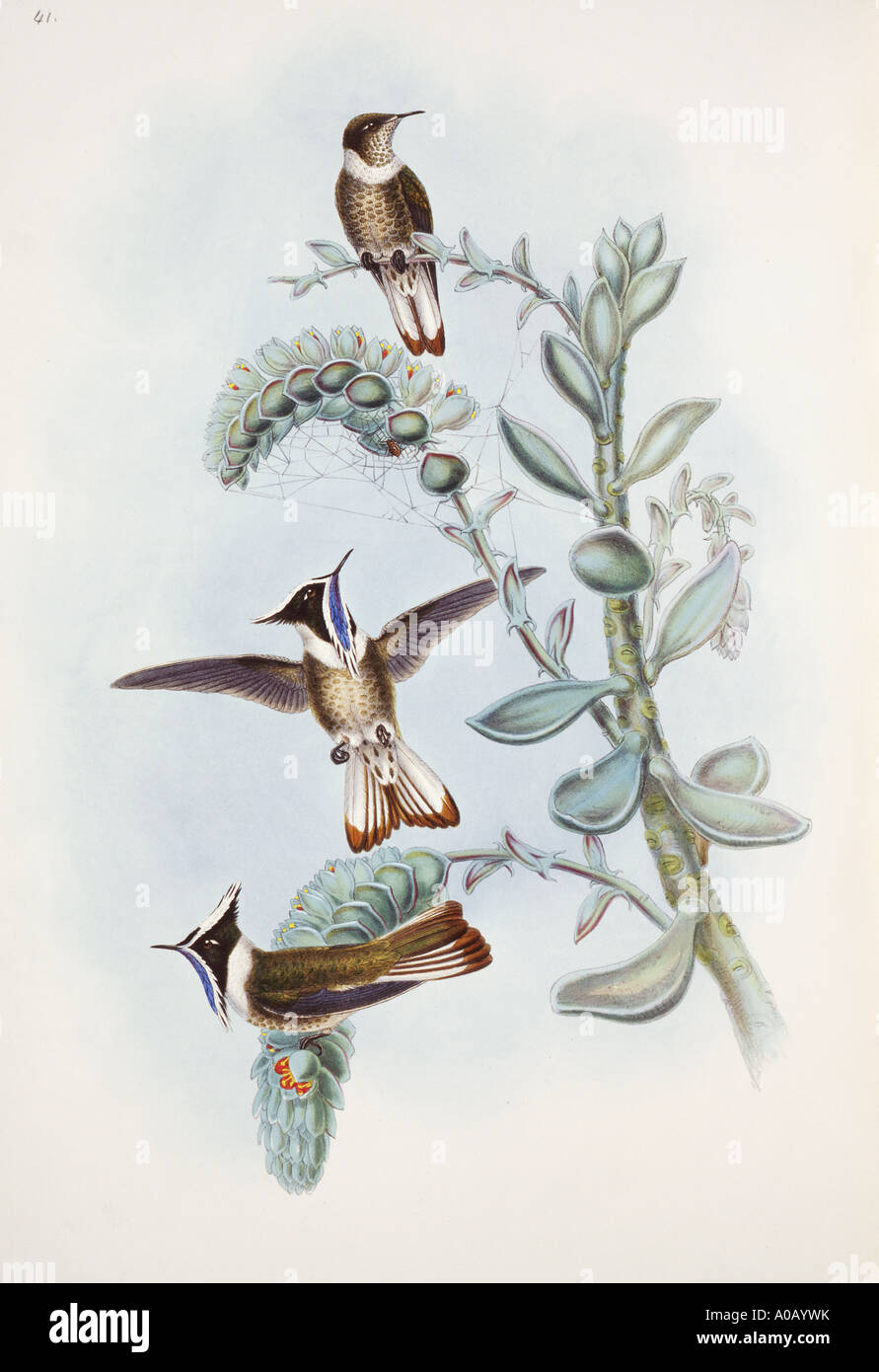 Oxypogon guerinii cyanolaemus barbuto helmetcrest Foto Stock