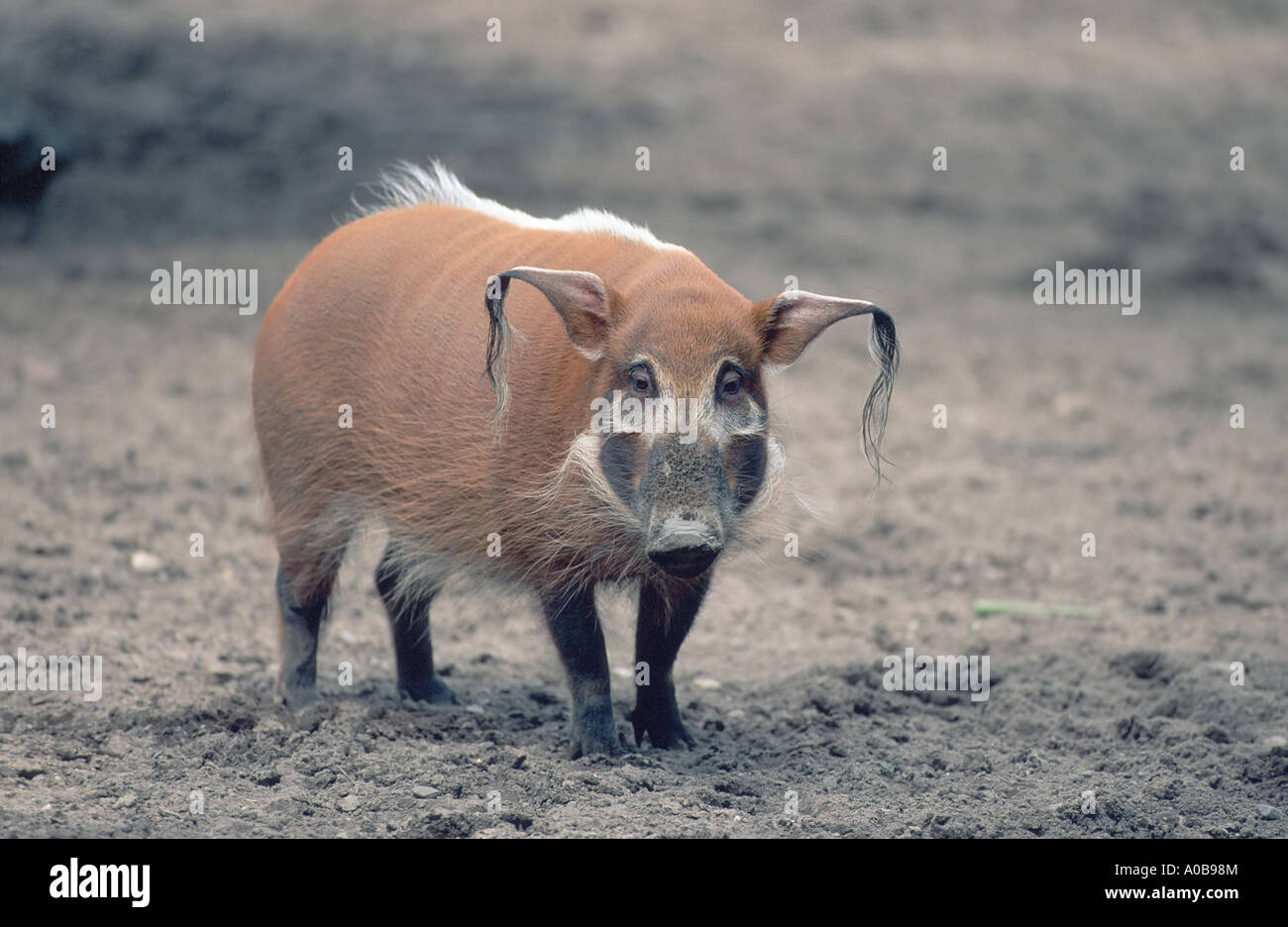 Bush africano di suino, red river hog (Potamochoerus porcus), in piedi Foto Stock