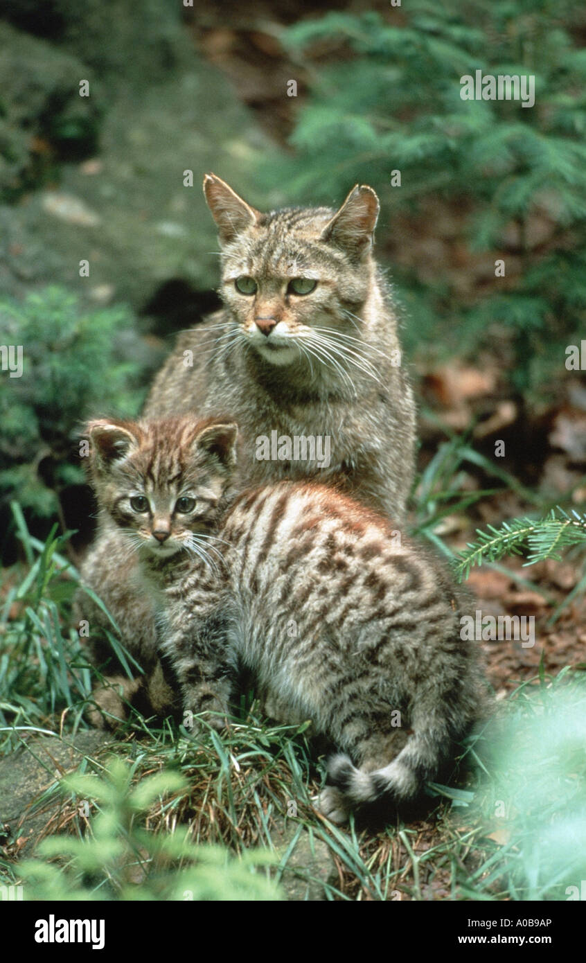 Gatto selvatico europeo, foresta gatto selvatico (Felis silvestris silvestris), madre con kitties, Germania, NP Foresta Bavarese Foto Stock