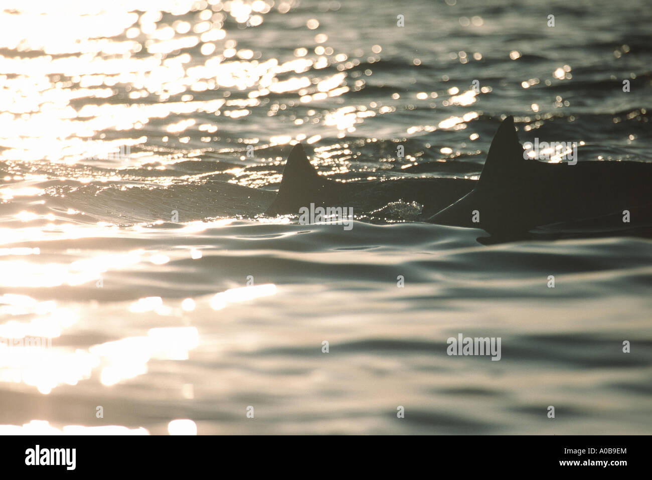 Shortsnouted whitebelly dolphin, Fraser, Dolphin, Sarawak dolphin, Bornean dolphin (Lagenodelphis hosei), due individui nuotare Foto Stock
