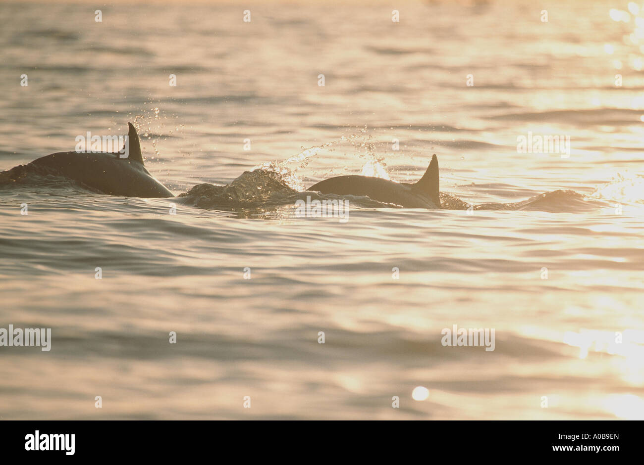 Shortsnouted whitebelly dolphin, Fraser, Dolphin, Sarawak dolphin, Bornean dolphin (Lagenodelphis hosei), due individui nuotare Foto Stock