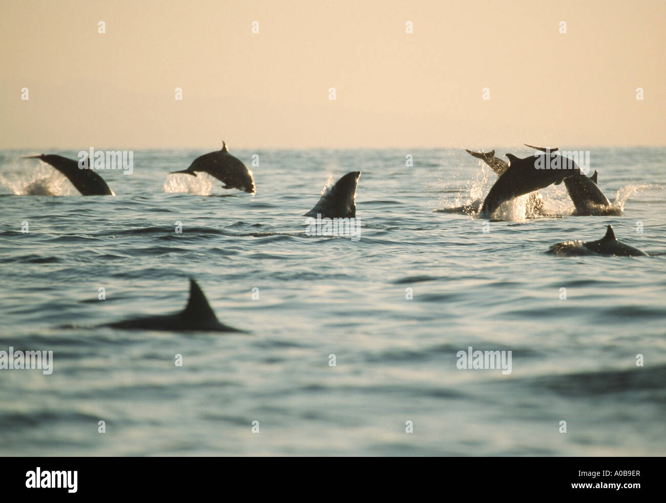 Shortsnouted whitebelly dolphin, Fraser, Dolphin, Sarawak dolphin, Bornean dolphin (Lagenodelphis hosei), la scuola al tramonto, ju Foto Stock