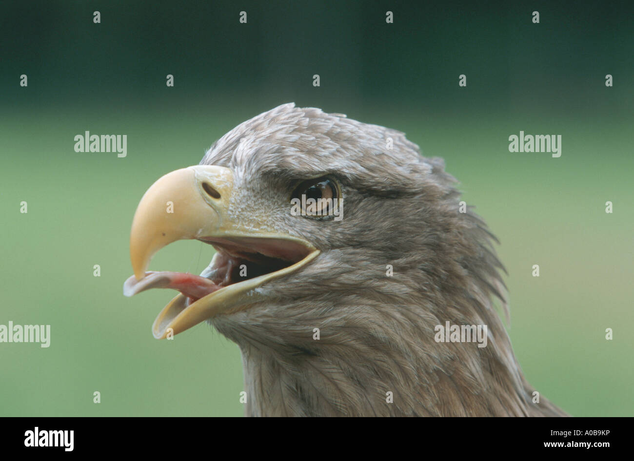 White-tailed sea eagle (Haliaeetus albicilla), il più grande rapace dell Europa centrale, ritratto, urlare Foto Stock
