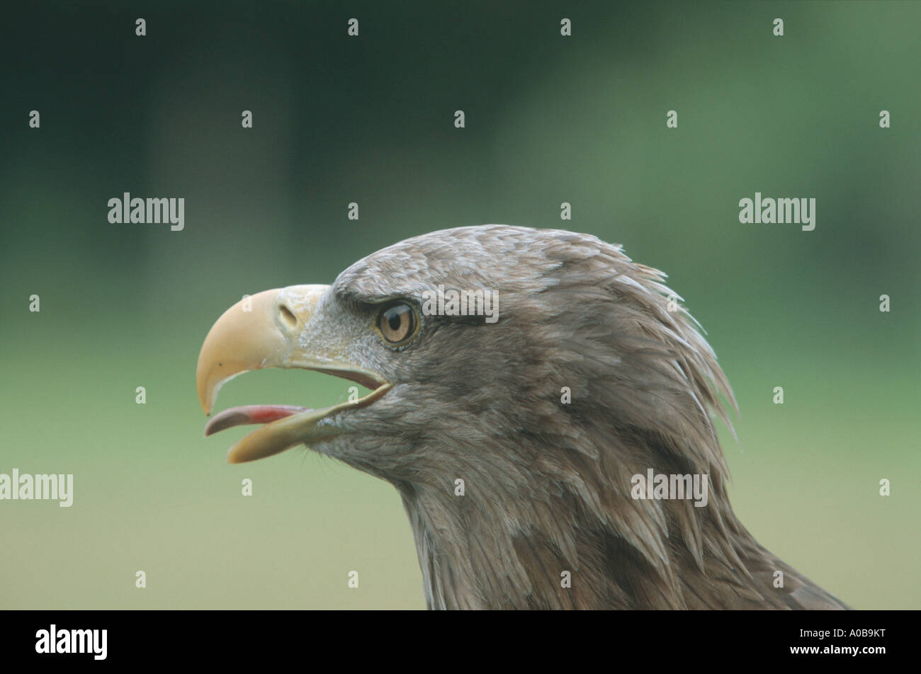 White-tailed sea eagle (Haliaeetus albicilla), il più grande rapace dell Europa centrale, ritratto, urlare Foto Stock