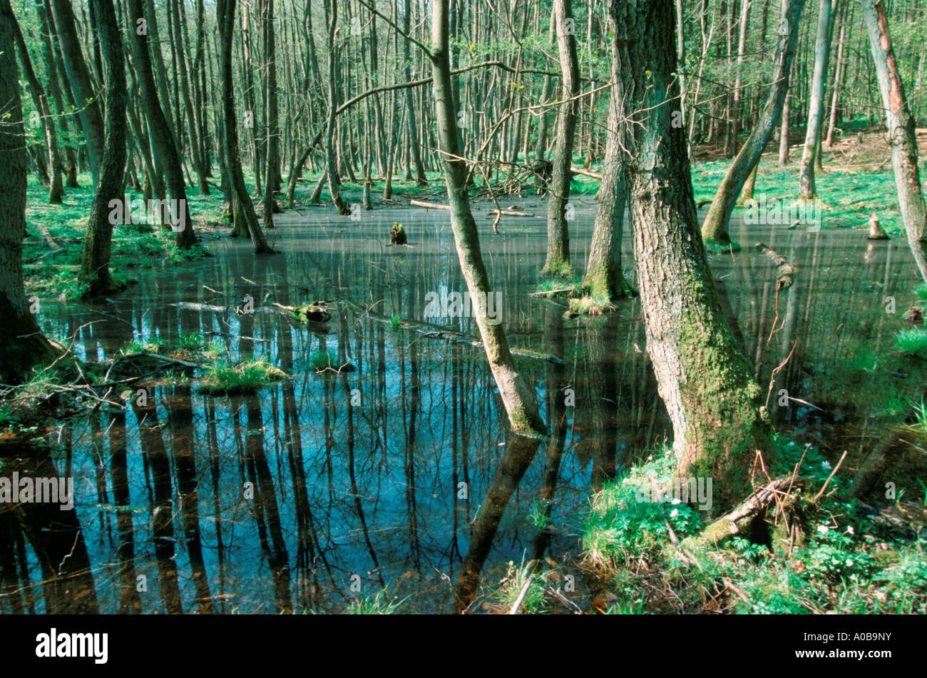 Alder palude foresta in primavera Foto Stock