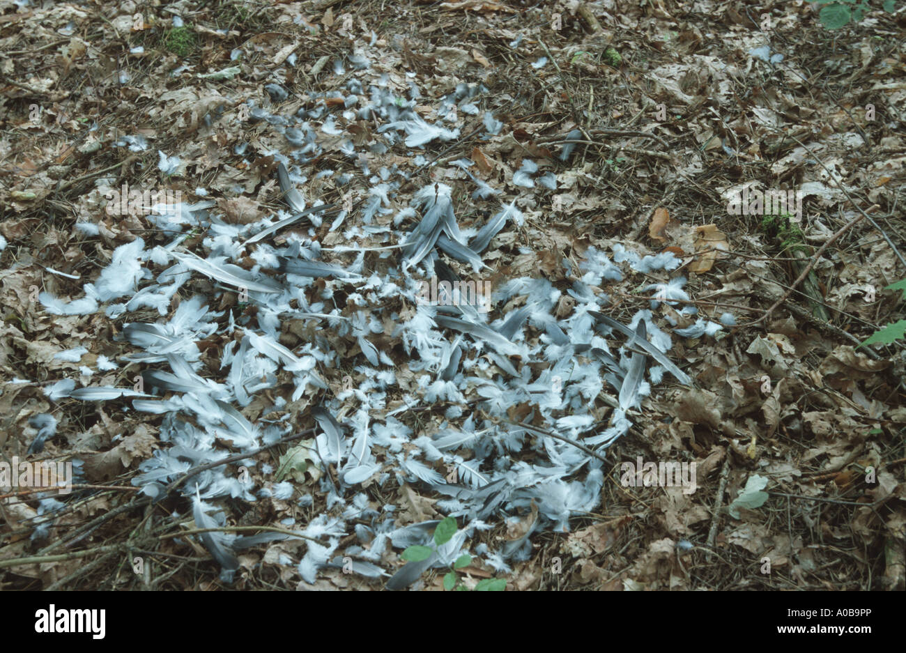 Piccioni e colombe (Columbidi), delle piume di un catturato, collegato colomba Foto Stock
