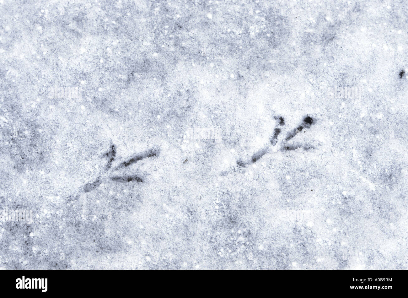 Merlo (Turdus merula), via nella neve Foto Stock