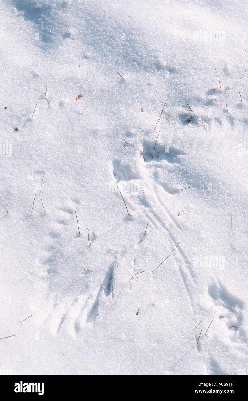 Carrion crow (Corvus corone), wingprint nella neve Foto Stock