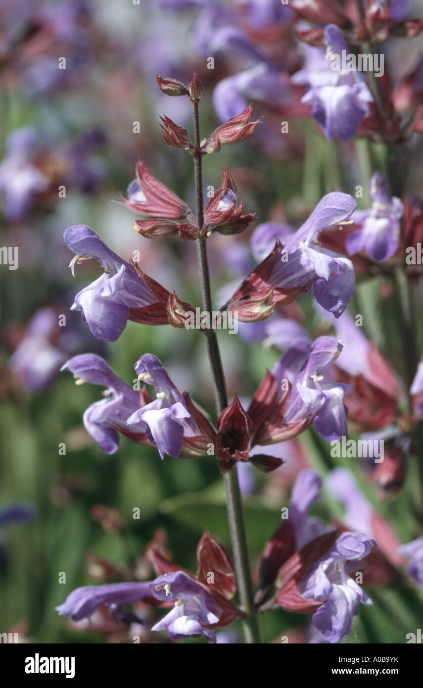 Comune di salvia, cucina salvia (Salvia officinalis), fiori Foto Stock