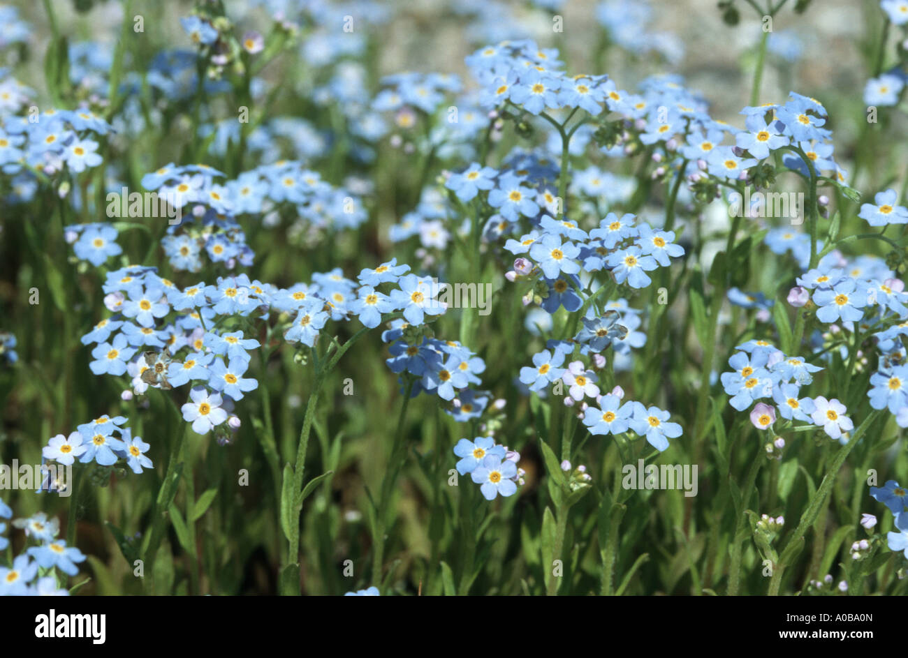 Dimenticare di acqua-me-non (Myosotis palustris), fioritura Foto Stock