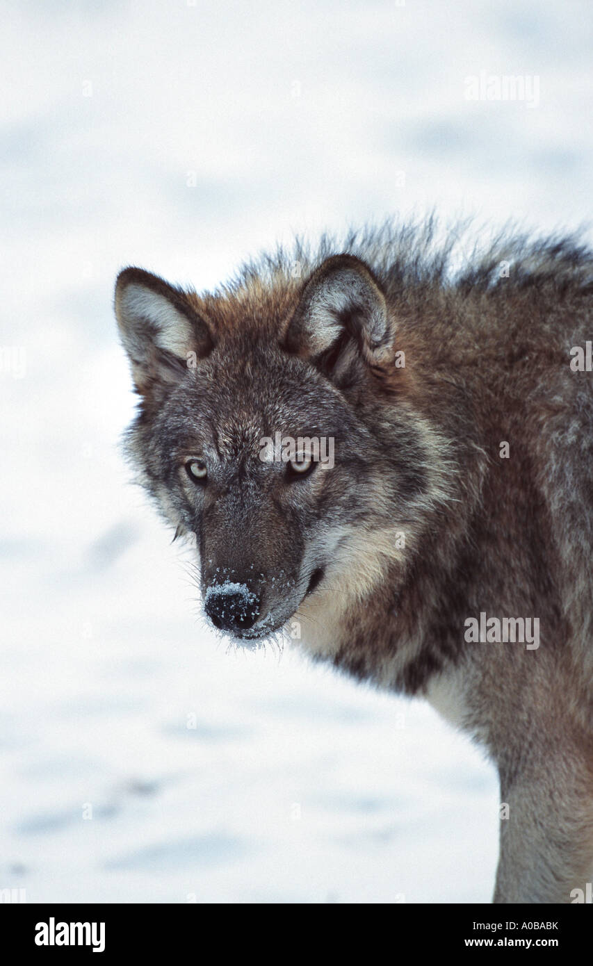 Unione lupo (Canis lupus lupus), in presenza di neve Foto Stock