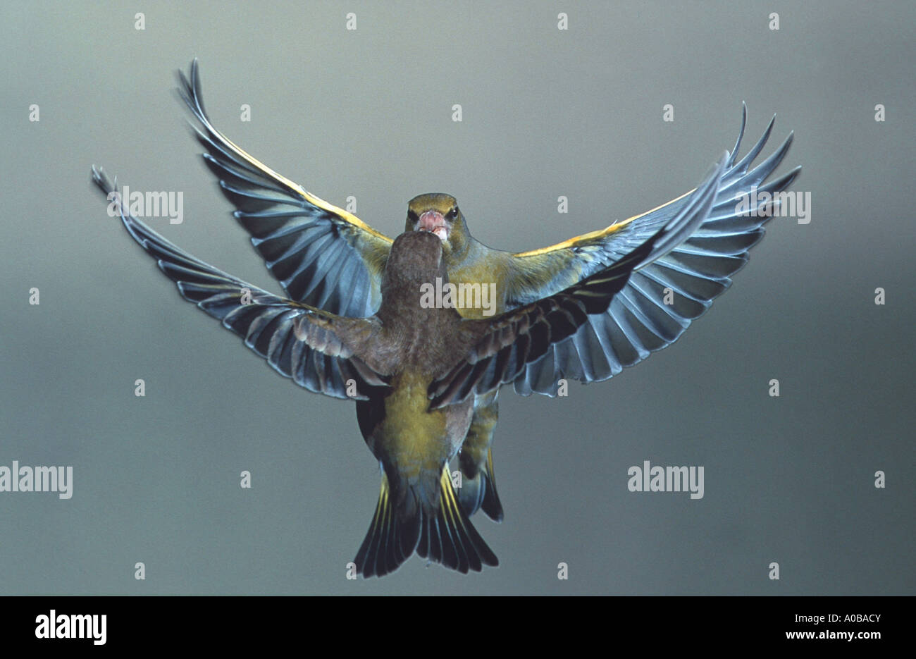 Western verdone (Carduelis chloris), flying Foto Stock