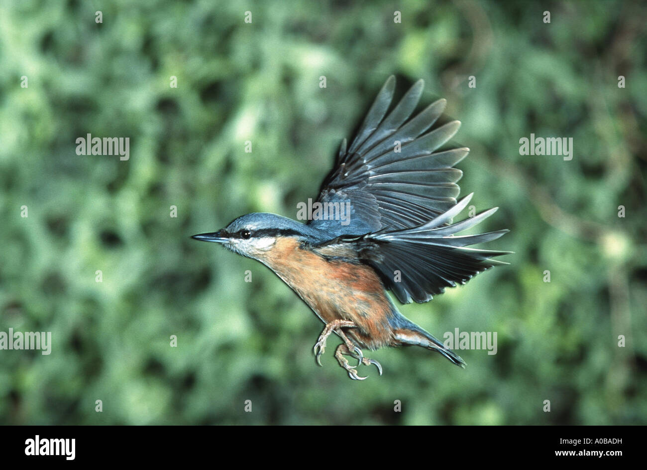 Eurasian picchio muratore (Sitta europaea), fliegend Foto Stock