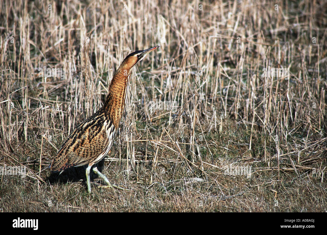 Eurasian Botaurus stellaris, reed, Paesi Bassi Foto Stock