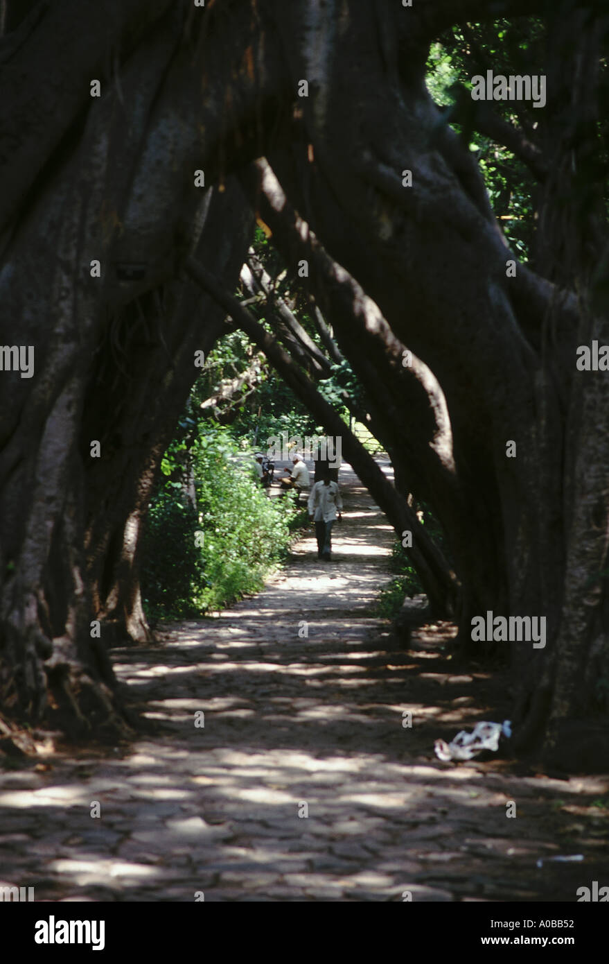 Un avvolgimento su strada la sua strada tra le radici di un grande albero. Pune, Maharasthra, India Foto Stock