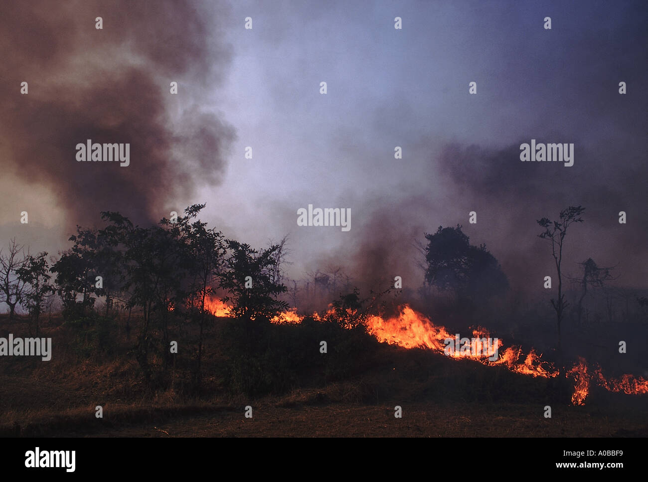 Forest Fire Konkan un incendio di foresta in un bosco di latifoglie in estate Konkan India Foto Stock