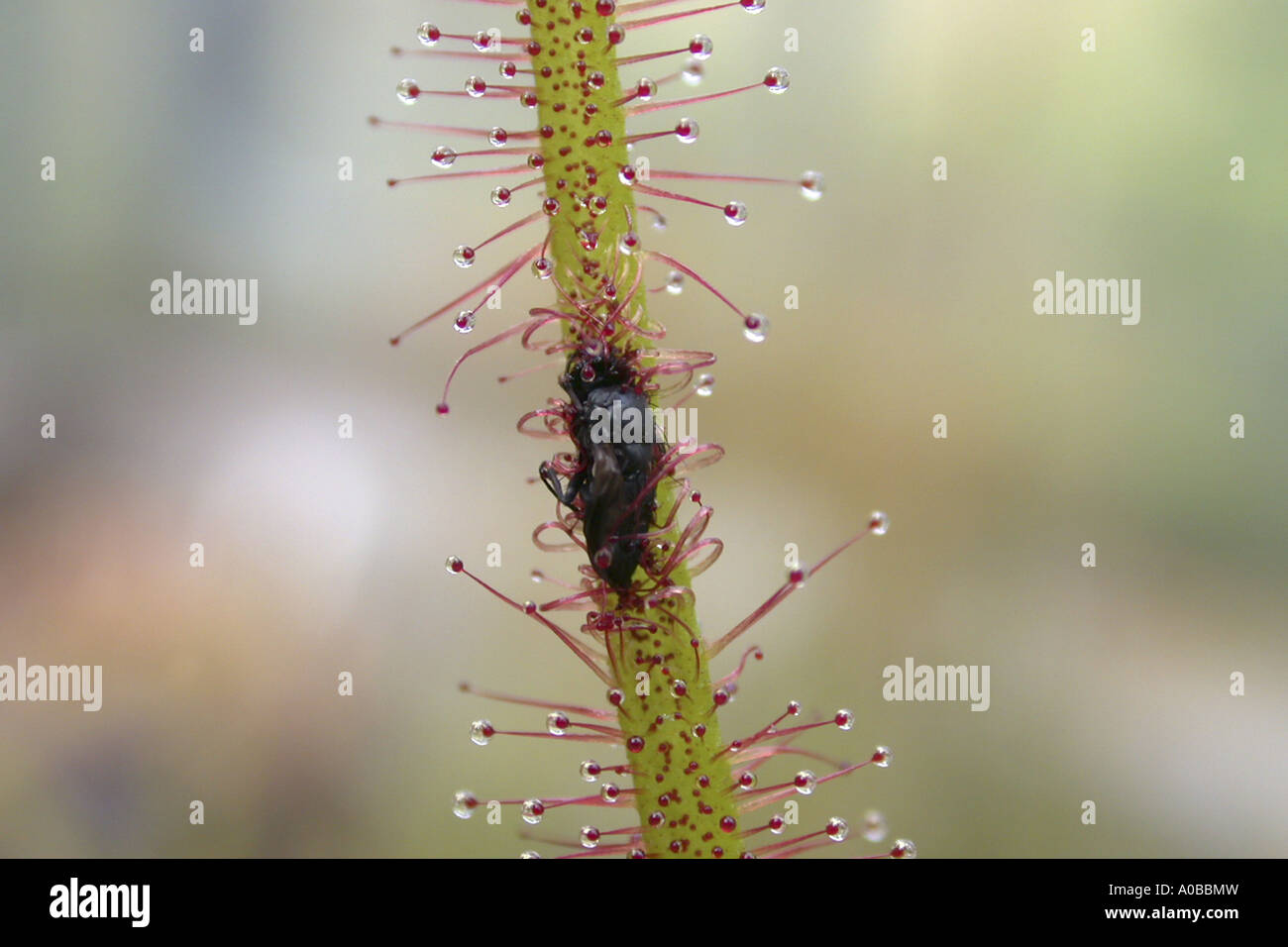 Sundew a forcella, australiano Sundew (Drosera binata, Drosera dichotoma), leaf trap con vittima, i tentacoli avvolgendo la CATC Foto Stock