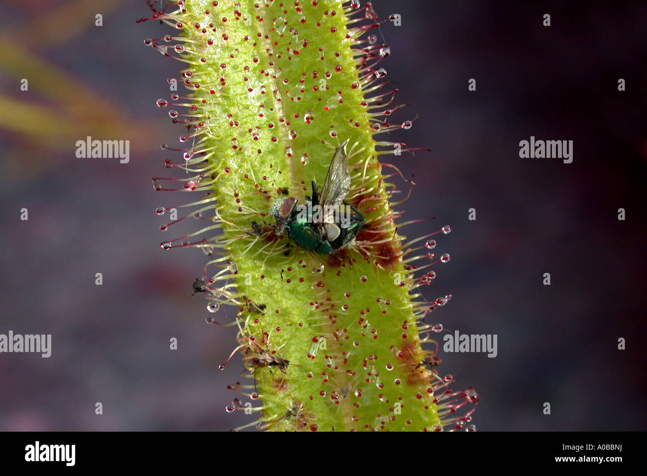 Sundew a forcella, australiano Sundew (Drosera binata, Drosera dichotoma), leaf trap con vittima, i tentacoli avvolgendo il caug Foto Stock