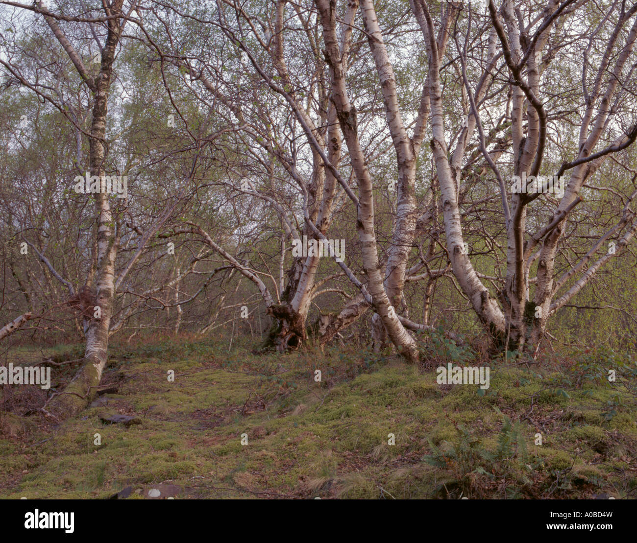 Ceduo di argento di betulle (Betula pendula), a Llyn Padarn, Snowdonia National Park, il Galles del Nord, Regno Unito. Foto Stock