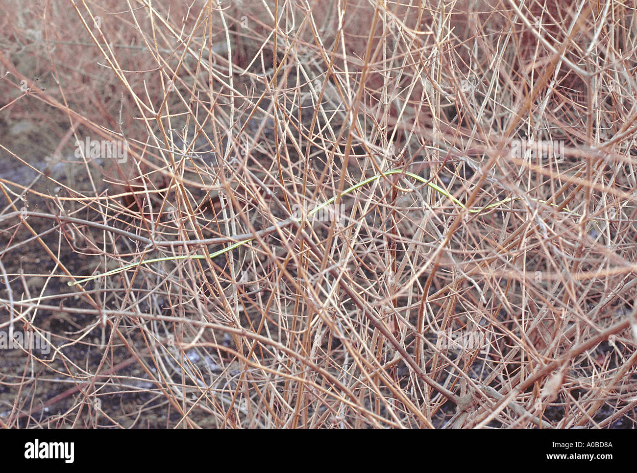 Vite COMUNE SNAKE Ahaetulla nasuta blandamente velenosa, comune. Questa diapositiva mostra come sottile e allungata del vitigno snake è effettivamente. Foto Stock