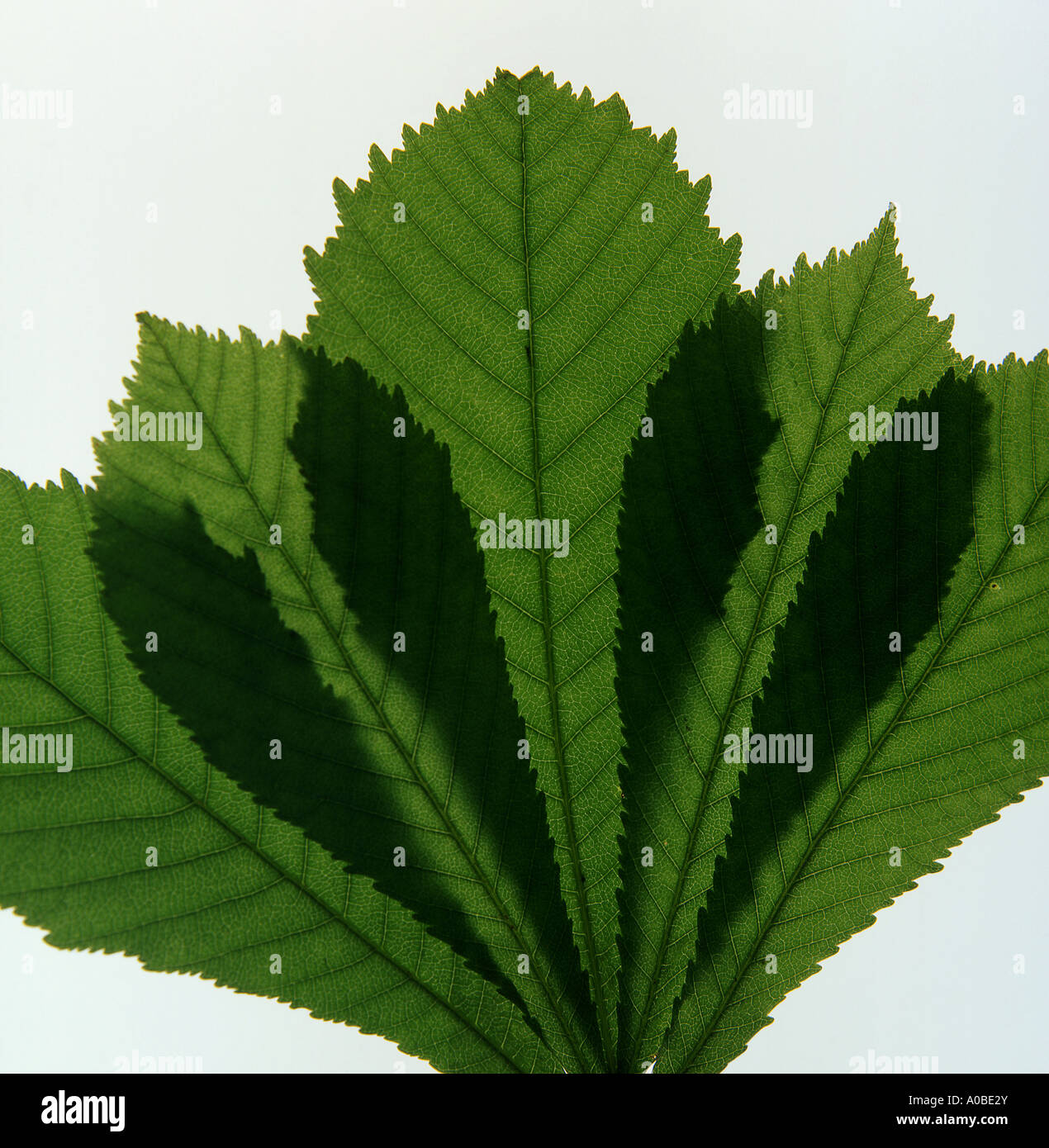 Foglie di acero in silhoette Acer pseudoplatanus Foto Stock