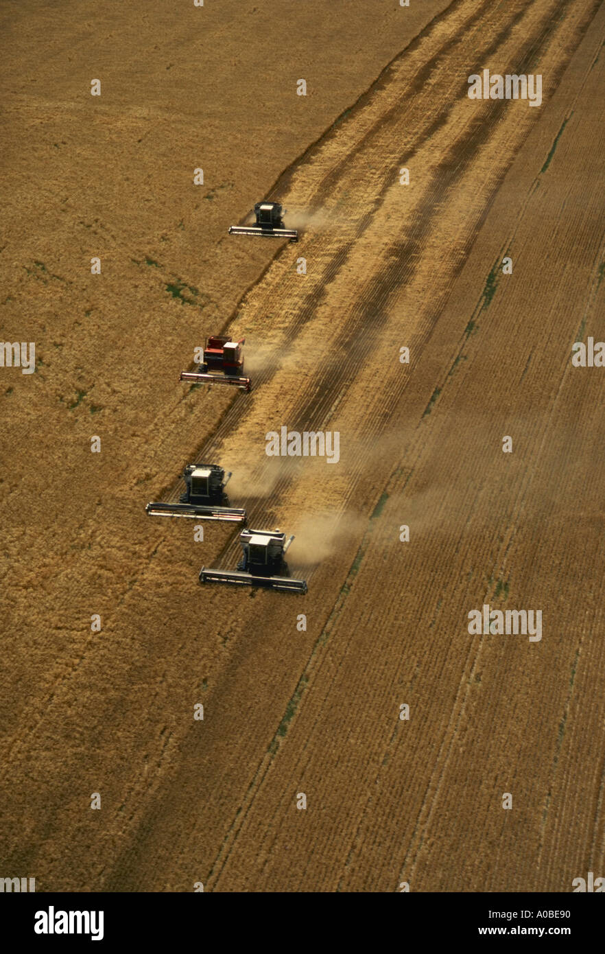 Raccolta del mais vicino a Wilmington Ohio Foto Stock