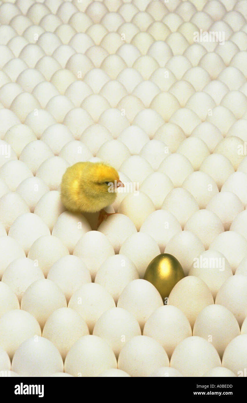 Pollo in un campo di uova Foto Stock