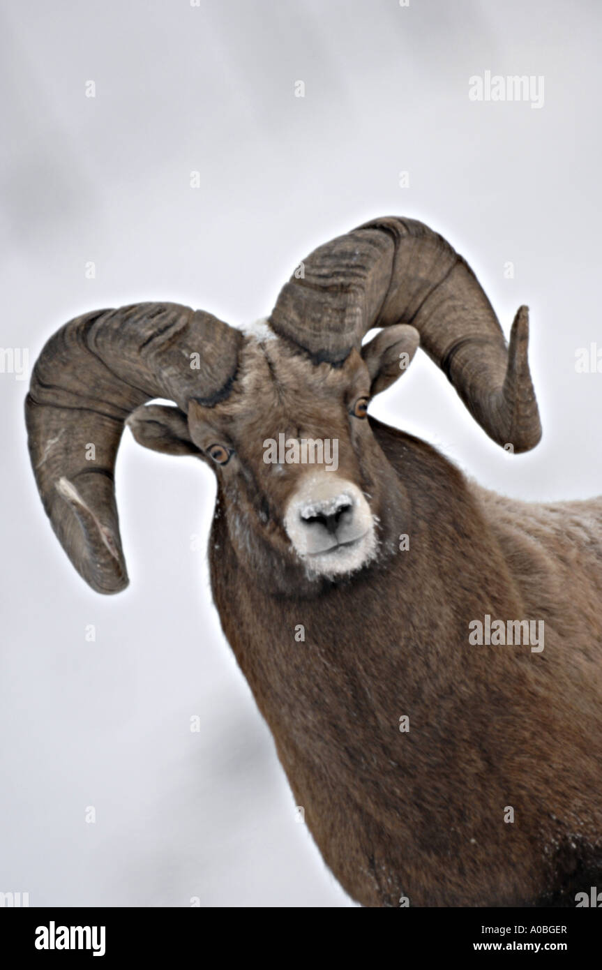Bighorn cercando alert Foto Stock