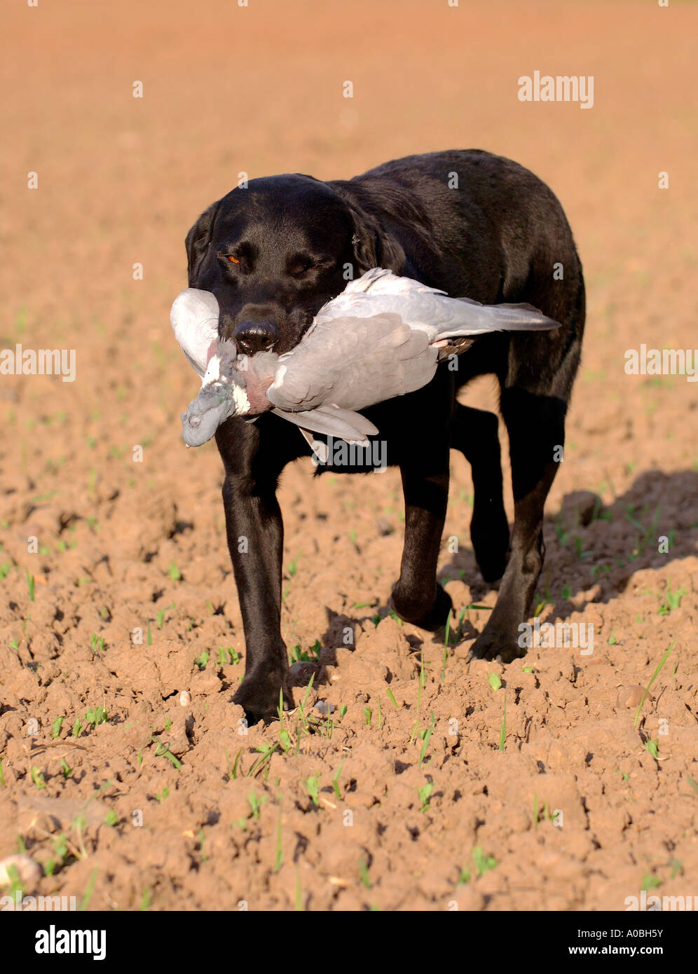 Il labrador nero collezione piccione di legno da un campo nella campagna inglese Foto Stock