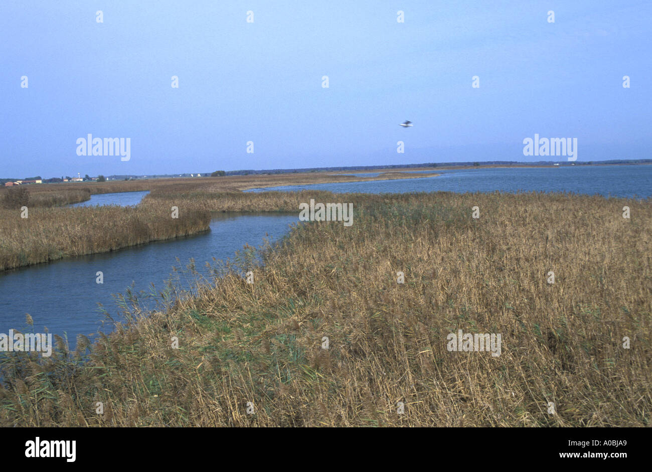 Riserva Naturale della foce del fiume Stella Marano Lagunare Friuli Venezia Giulia Italia Foto Stock