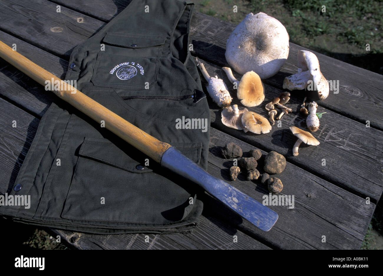 Tartufi e Funghi di Bosco della Panfilia Sant Agostino Emilia Romagna Italia Foto Stock