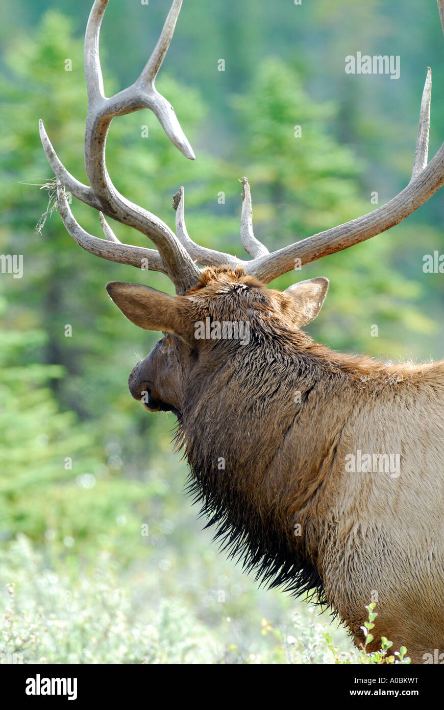 Una chiusura vista posteriore colpo di bull elk Foto Stock