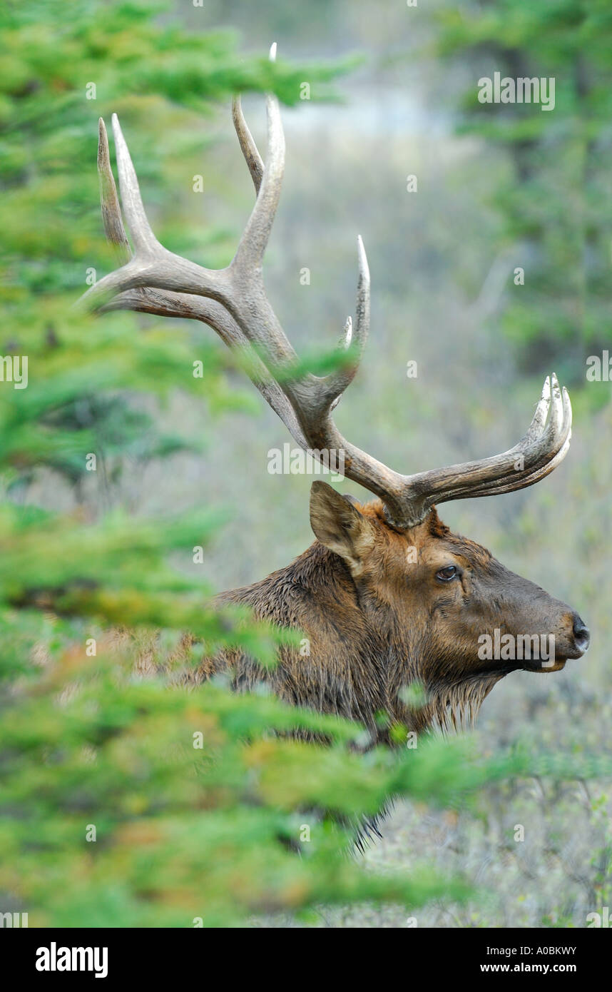 Una Bull Elk vista laterale colpo alla testa Foto Stock