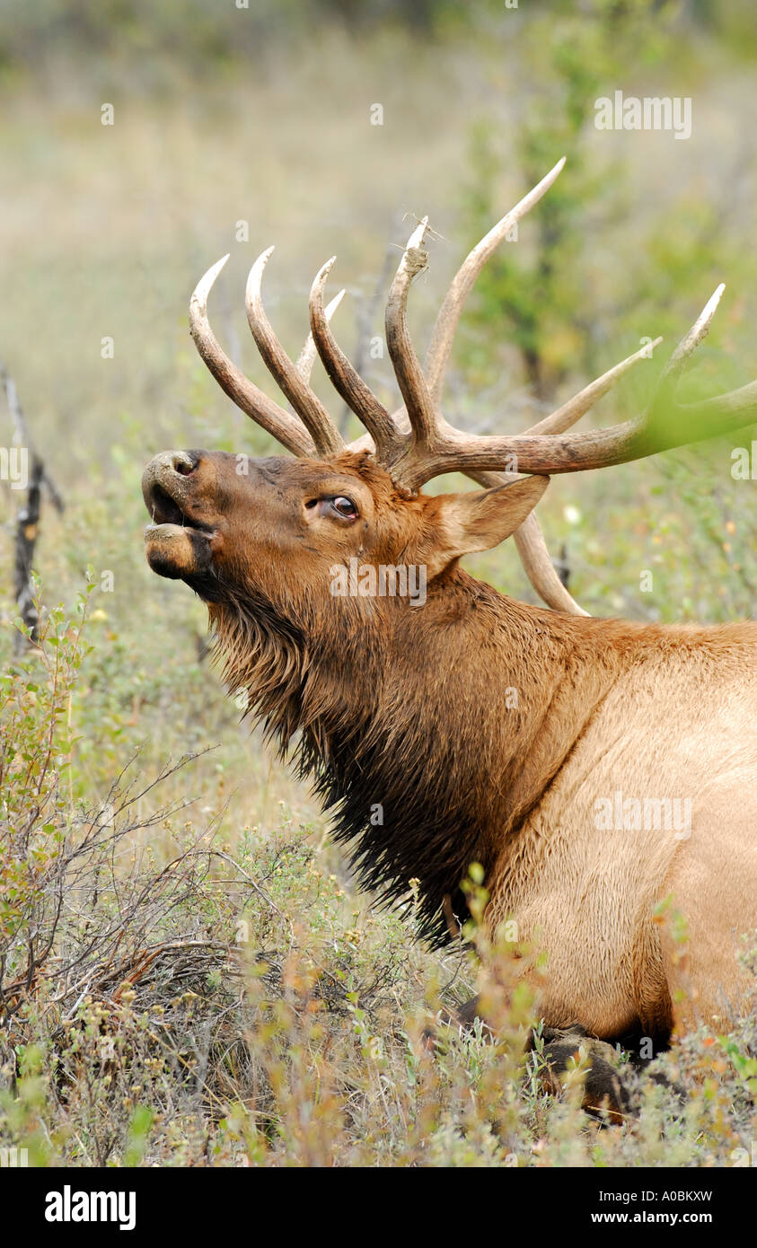 Bull Elk chiamando 20 Foto Stock