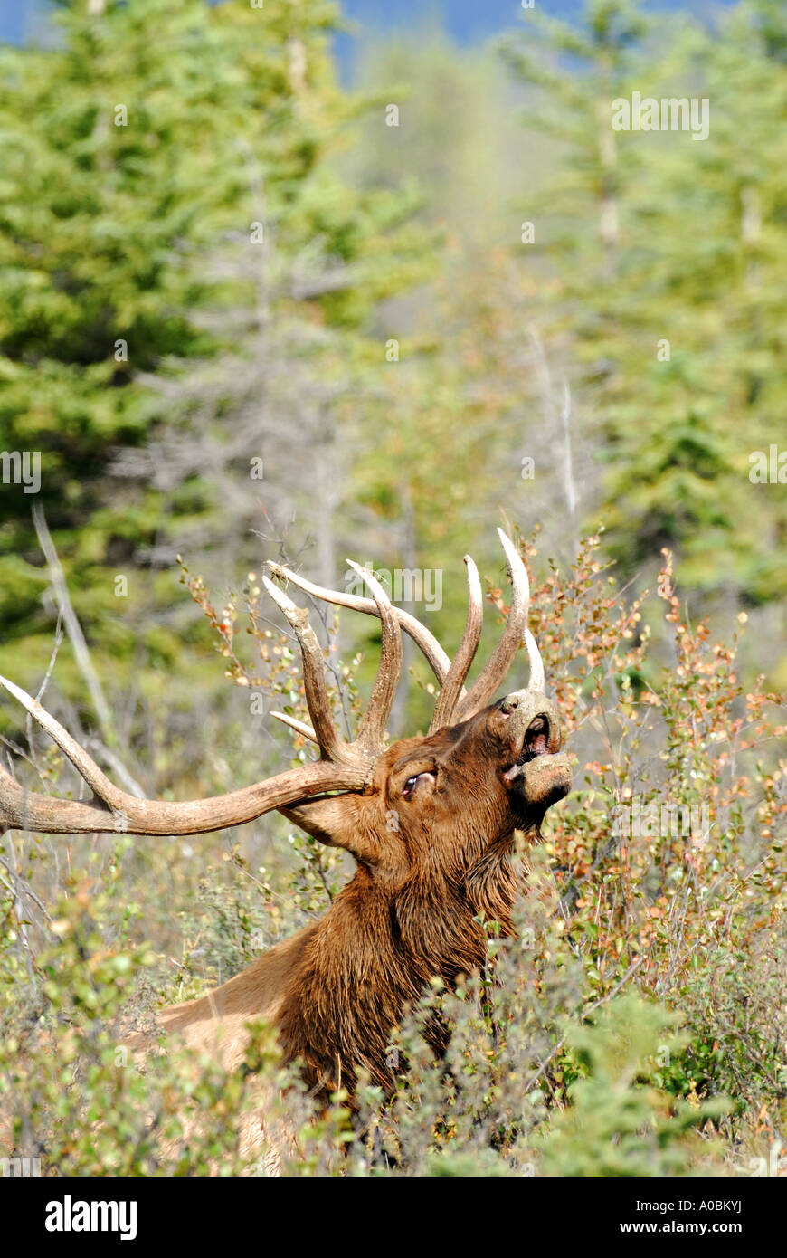 Bull Elk chiamando nel bosco Foto Stock