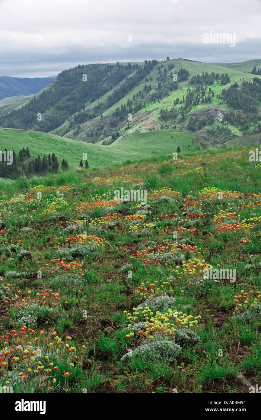 Wild Buckwheat Sp Eriogonum fiori Zumwalt Prairie natura Conservatorio Oregon Foto Stock